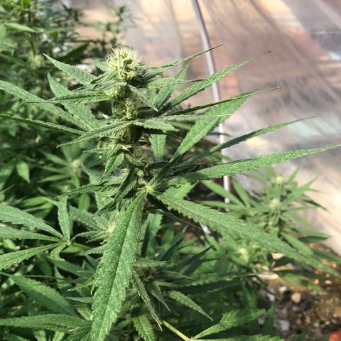 Blue Dream growlog timeline photo