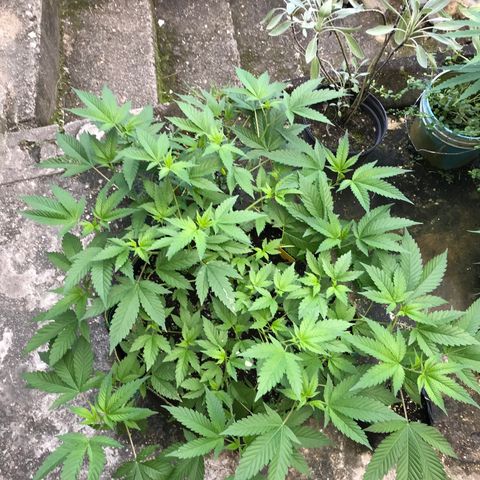 G glue  growlog timeline photo