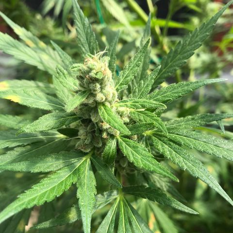 Platinum runtz  growlog timeline photo