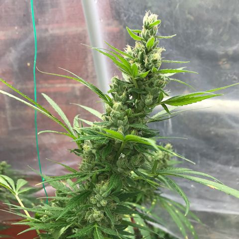 Platinum runtz  growlog timeline photo