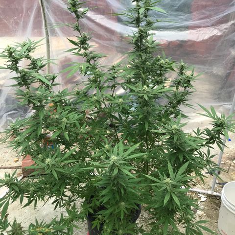 Blue Dream growlog timeline photo
