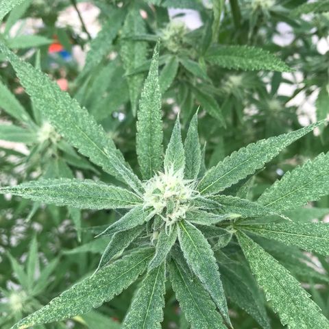 Blue Dream growlog timeline photo