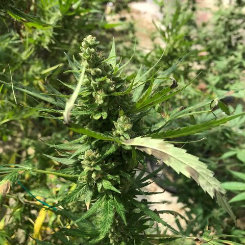 Platinum runtz  growlog timeline photo