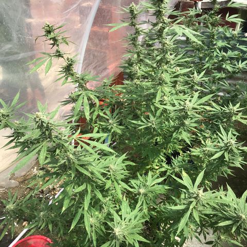 Blue Dream growlog timeline photo