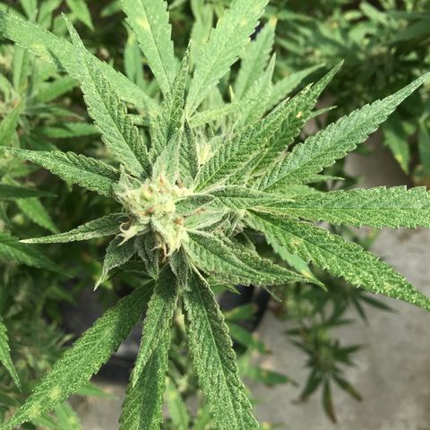 Blue Dream growlog timeline photo
