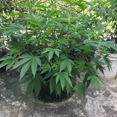 G glue  growlog timeline photo