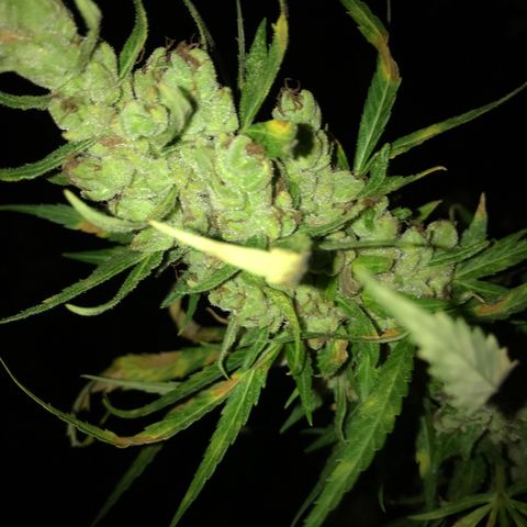 Platinum runtz  growlog timeline photo