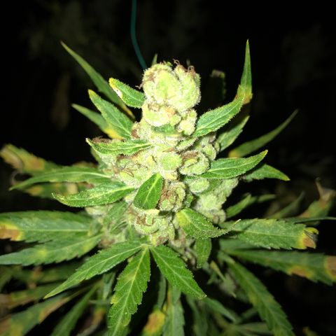 Platinum runtz  growlog timeline photo