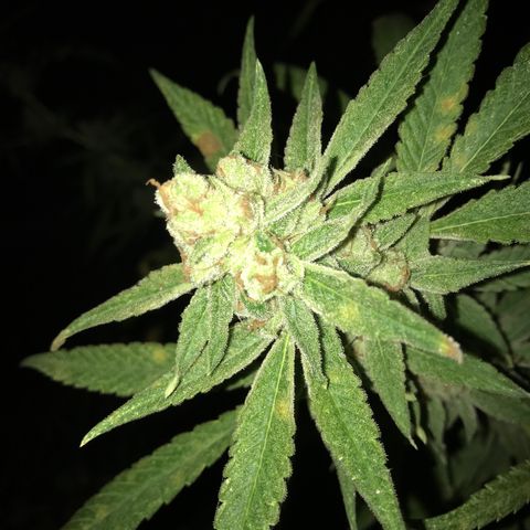 Blue Dream growlog timeline photo
