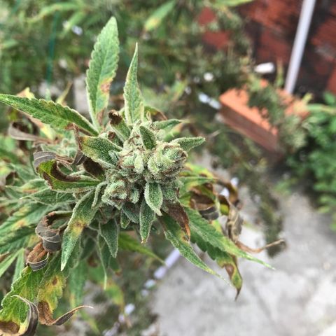 Blue Dream growlog timeline photo