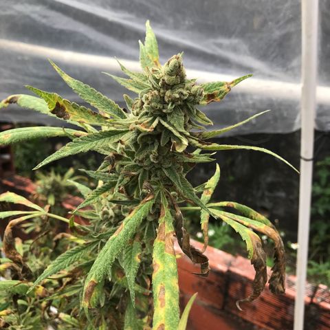 Blue Dream growlog timeline photo