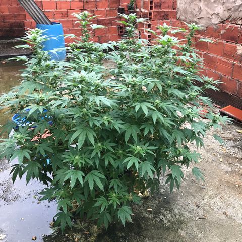 G glue  growlog timeline photo