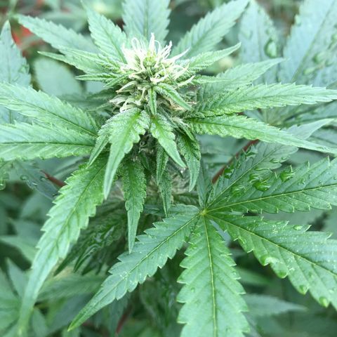G glue  growlog timeline photo