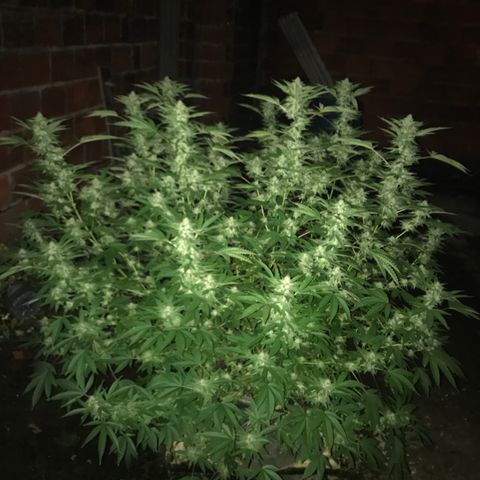 G glue  growlog timeline photo
