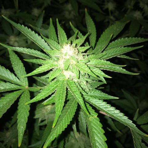 G glue  growlog timeline photo