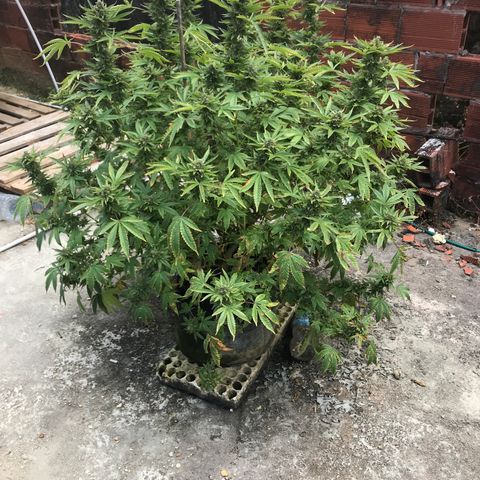 G glue  growlog timeline photo