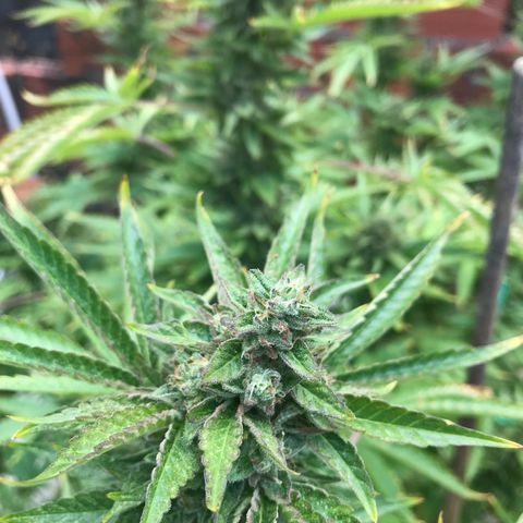 G glue  growlog timeline photo