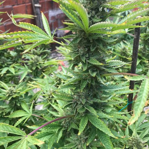 G glue  growlog timeline photo