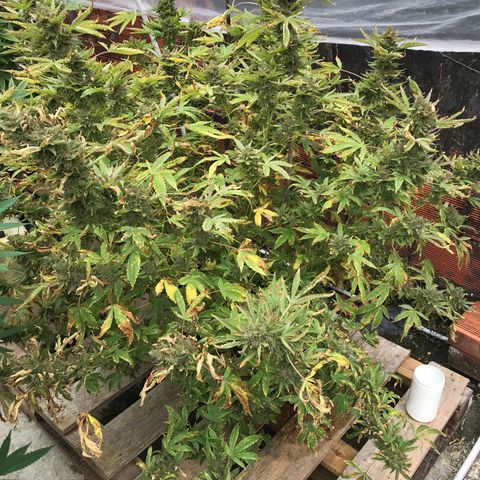 G glue  growlog timeline photo