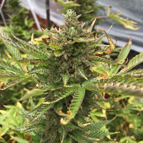 G glue  growlog timeline photo