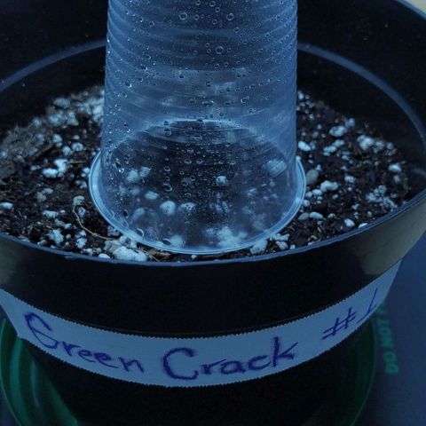 GC growlog timeline photo