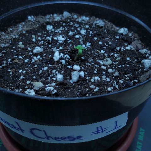 Sweet growlog timeline photo