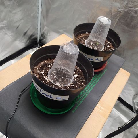 Sweet growlog photo: Las plantas se pasaron satisfactoriamente a su nueva maceta.

Empezaré a controlar el ph del agua desde mañana.

Sweet está mostrando signos de rápido crecimiento

GC aún no ha salido de la tierra desde el transplante. Pero es cuestión de paciencia 