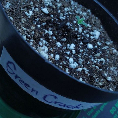 GC growlog timeline photo