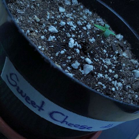 Sweet growlog timeline photo