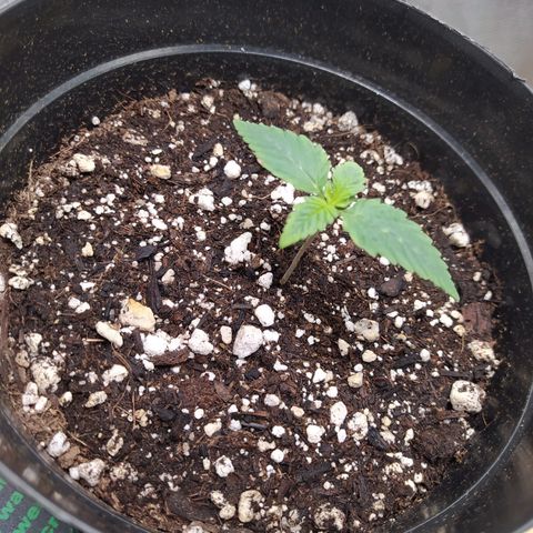 Sweet growlog timeline photo