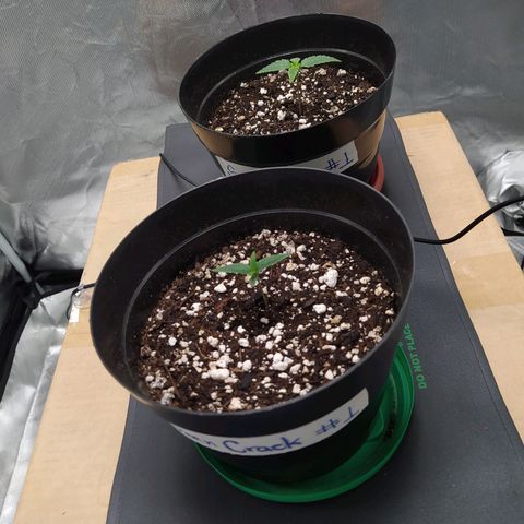 Sweet growlog timeline photo