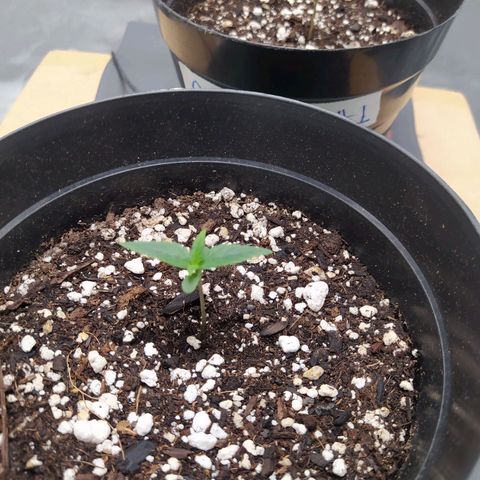 Sweet growlog timeline photo