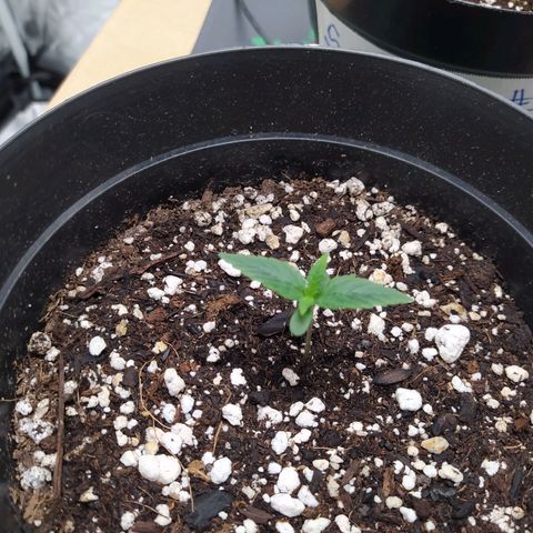 Sweet growlog timeline photo