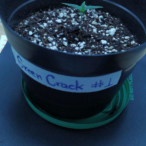 GC growlog timeline photo