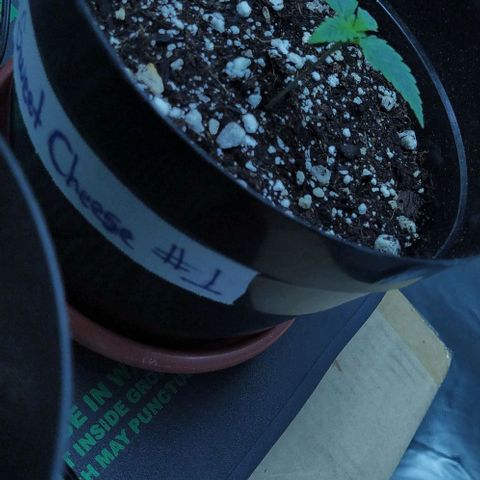 Sweet growlog timeline photo
