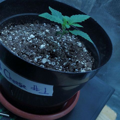 Sweet growlog photo: Comienza estado veg