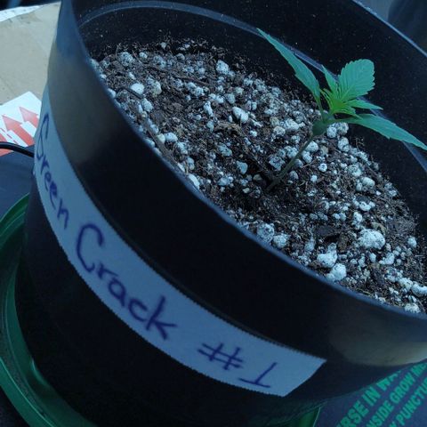 GC growlog timeline photo