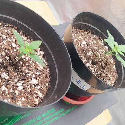 Sweet growlog timeline photo