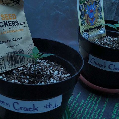 Sweet growlog timeline photo