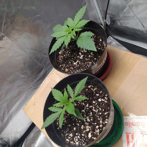 Sweet growlog timeline photo