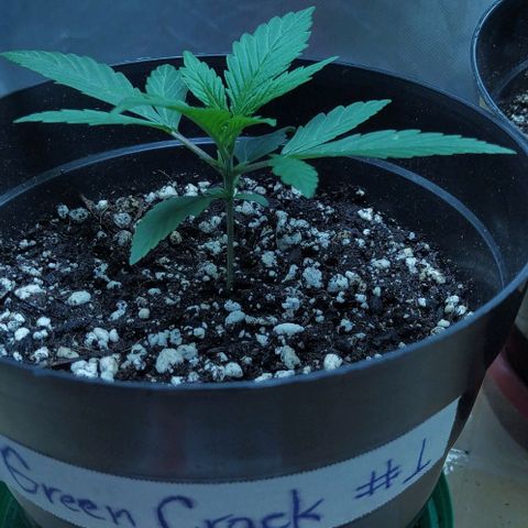 Sweet growlog timeline photo