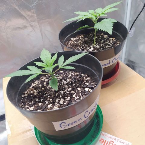 Sweet growlog timeline photo