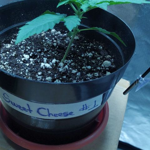 Sweet growlog timeline photo