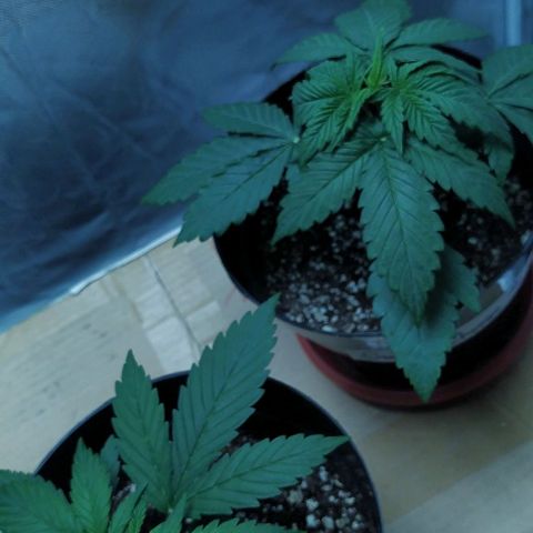 Sweet growlog timeline photo