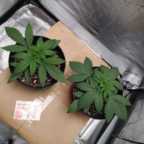 Sweet growlog timeline photo