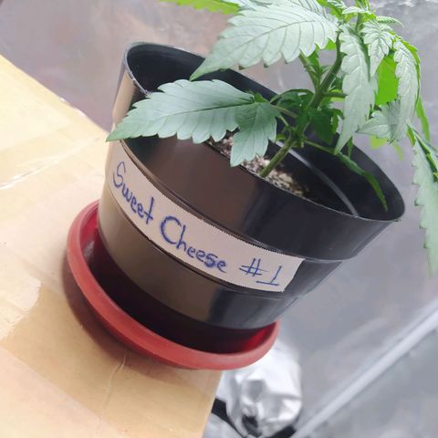 Sweet growlog timeline photo