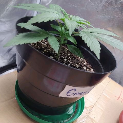 Sweet growlog timeline photo