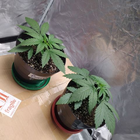 Sweet growlog timeline photo