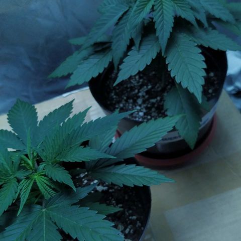 Sweet growlog timeline photo