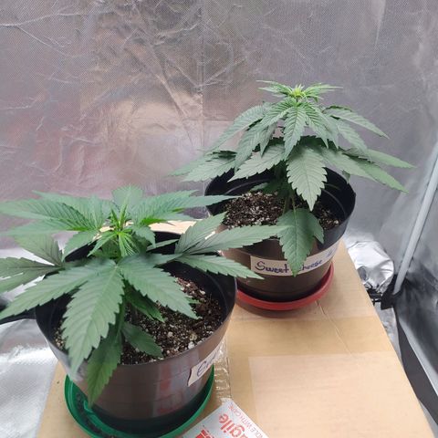 Sweet growlog timeline photo